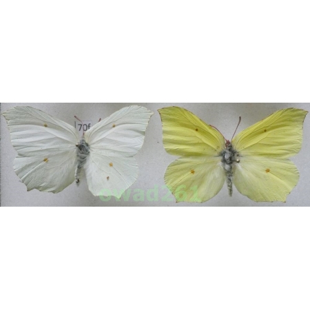 Gonepteryx rhamni (Linnaeus, 1758) pair Poland70f